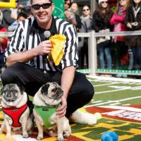NFT Puppy Bowl поступят в продажу 2022